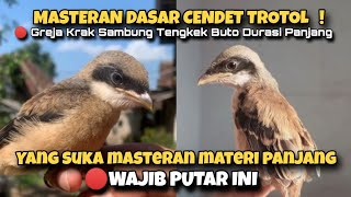 Download lagu Basic Masteran of Trotol Cendet, GREJA KRAK Sambung TENGKEK BUTO Long Shot Material Clear Voice. mp3