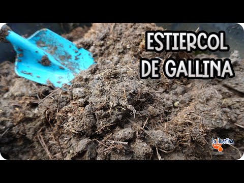 🐔 GALLINAZA - Usos Y Beneficios Del Estiércol De Gallina En El Huerto || La Huertina De Toni