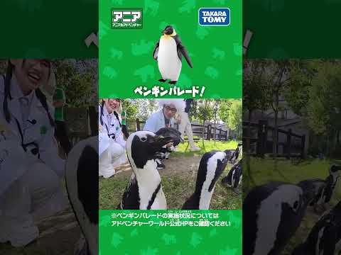 ペンギンパレード！　#アニア #アニア研究所 #タカラトミー #shorts #アドベンチャーワールド