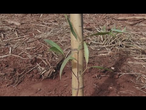 Santa Gertrudes planta mudas de árvores em estrada