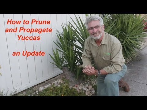, title : 'Yucca Pruning and Propagation Update'