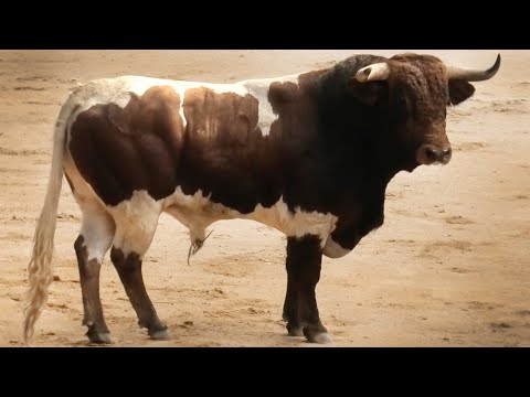 Íscar 2023 Suelta de Toros Bravos Día 6