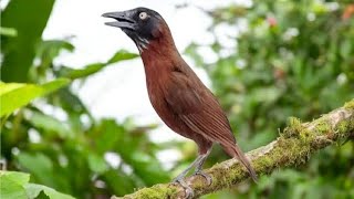 Download lagu Tepus kepala abu gacor  !! EFEKTIF BUAT PANCINAN, MASTERAN  mp3