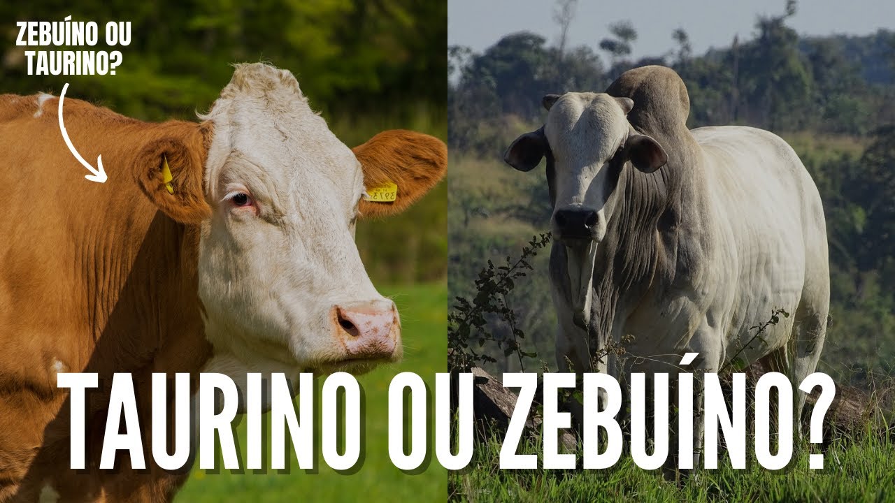 Taurinos e Zebuinos. O que são? Quais as diferenças?