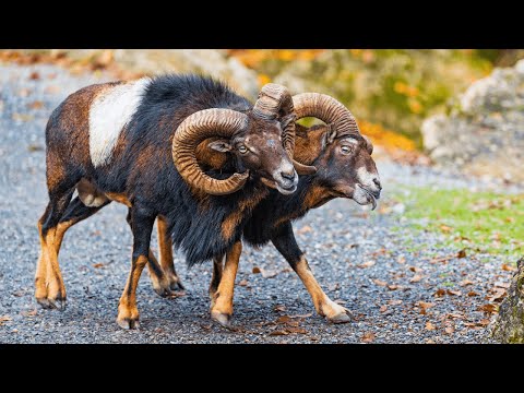 Majestic Mouflons: The Wild Beauty of Mountain Sheep