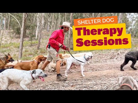 Shelter Dog Therapy Sessions