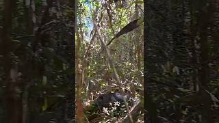 A MAIOR JAVALI! #javalibrasil #caçadejavali #hunt #hunting #caca #wildlife #wildanimals #wildboar