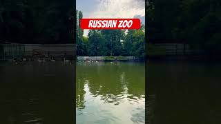 Download lagu Like and subscribe ❤️ #zoo #birds #russia mp3