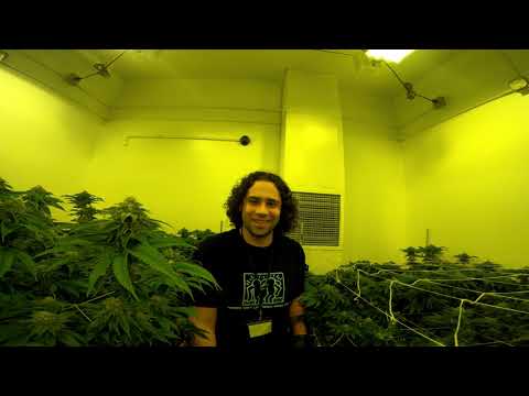 DTHL S11: EP07 - NO-MIDS - Seattle, WA