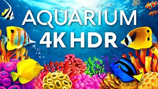 The Best Aquarium in 4K HDR 🐠 Calm & Relaxing Coral Reef Aquarium - Relaxing Tv Art Screensaver