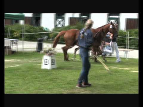 Hengstfohlen von Diatano