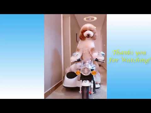 Cute Cats and Funny Dog Videos  2021