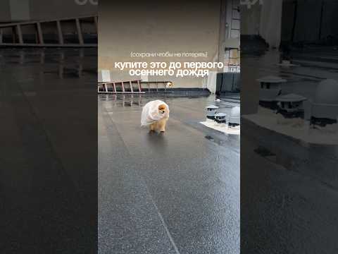 Осень на носу! Мицеллярное мыло для лап на ВБ: #WW352098 [копируй с буквами WW]
