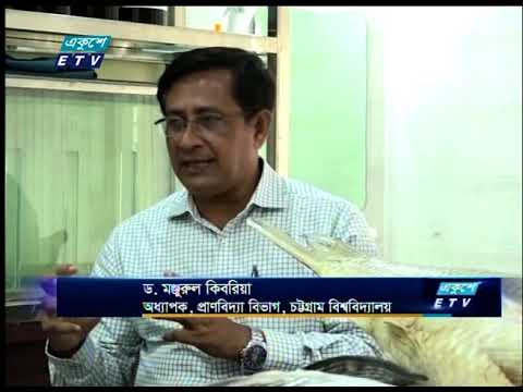 হালদার বিলুপ্ত প্রজাতীর ডলফিনের জীবন রহস্য উন্মোচন করেছে চট্টগ্রামের একদল গবেষক