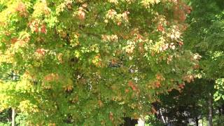 Vermont Tree Death in 2014 from chemtrails video 8