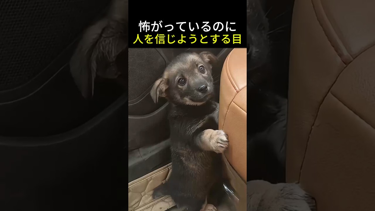 怖がっているのに、人を信じようとする子