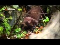 BBC National Geographic New Wild Alaska National Geographic Documentary