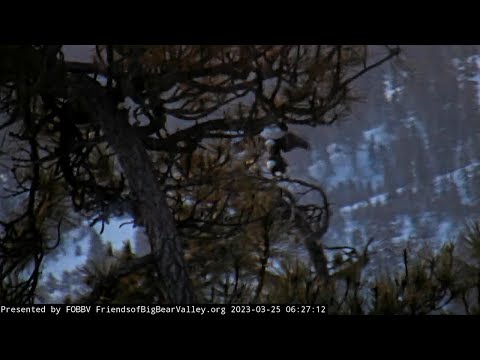 Early Saturday morning March 25, mating