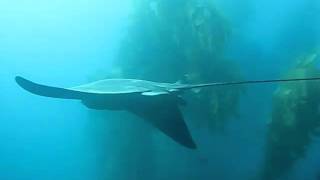 preview picture of video 'Bat Ray - Casino Point - Catalina Island - Avalon, CA'