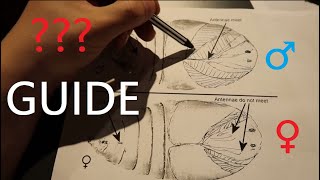 How to SEX Moth Cocoons? A guide! (ft. Attacus atlas)