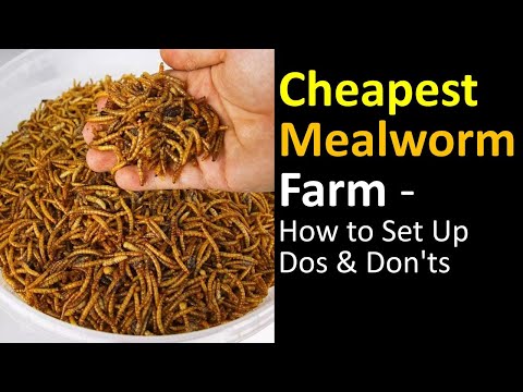 , title : 'How to Setup the Mealworm Farm   Cheaply to feed your Chickens 🐔'