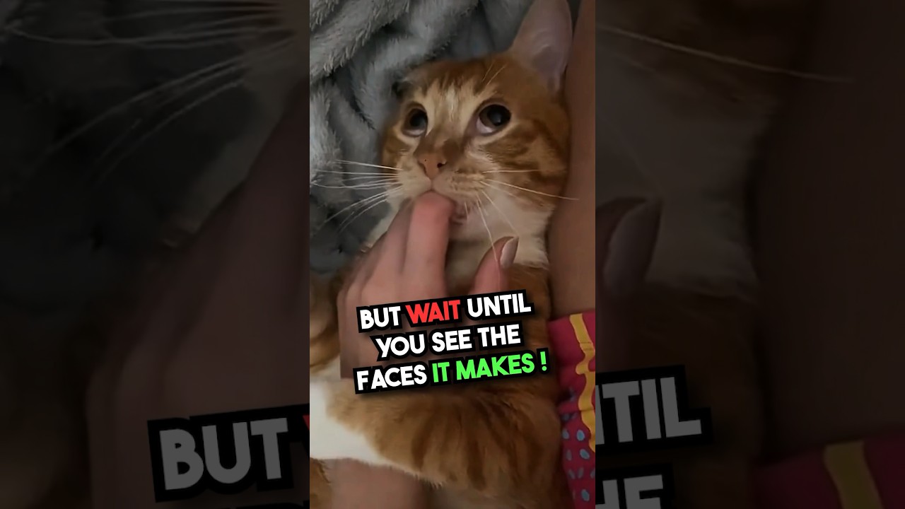 This Cat Makes the Silliest Faces in the World ❤️😂