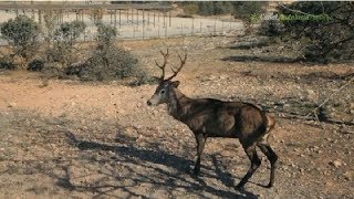 preview picture of video 'Parque de Fauna Ibérica de Chirivel, Almería'
