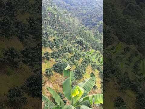Fumigación de café, vereda Villaviciosa, municipio de Guadalupe #foryou #youtube #ytshorts #shorts