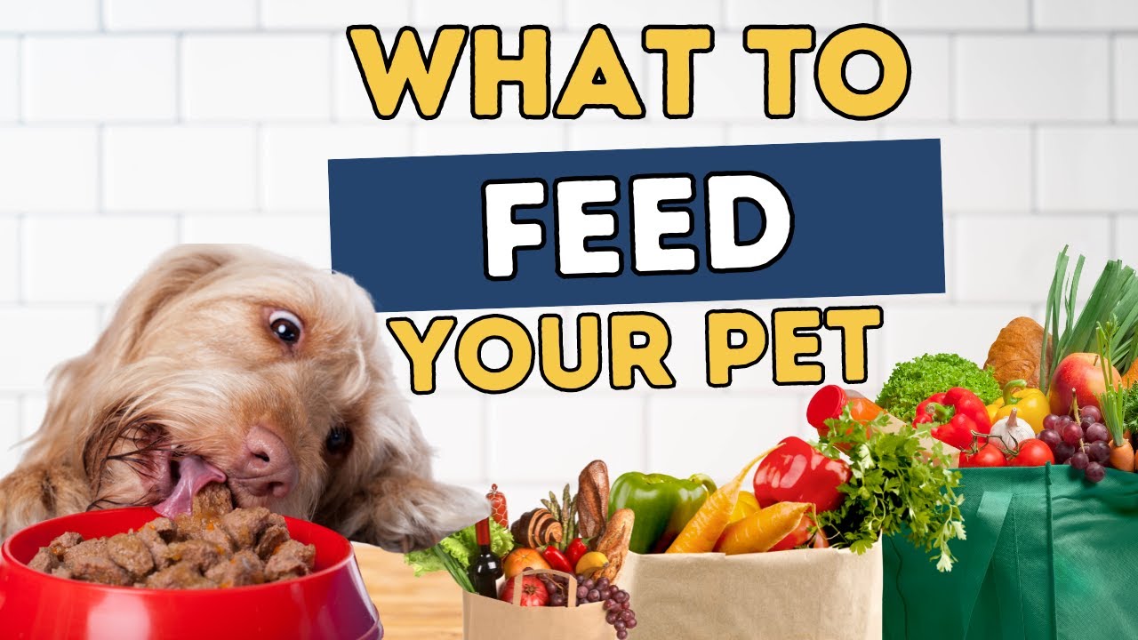 What dog foods should I avoid? Wiki REF