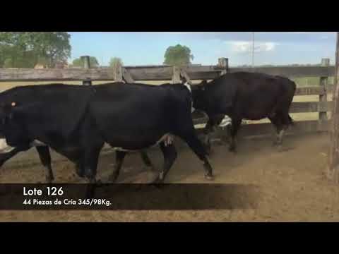 Lote 44 Piezas de cría Vacas : 18 AA.HE- 4 HE Terneros: 9 AA.HE-7AA- 3HE-3HE.BR 345kg -  en Ruta 21 km 306 ( 20 km de dolores y a 22 N. Palmira)