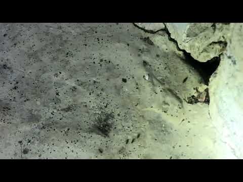 Ants Travel From the Kitchen to the Garden in Freehold, NJ