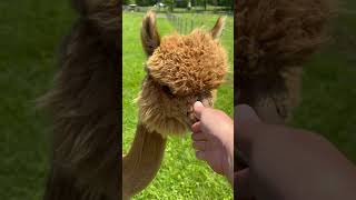 Theo comes to say hello at Rosie Mae’s Alpaca Farm in Wildwood Georgia