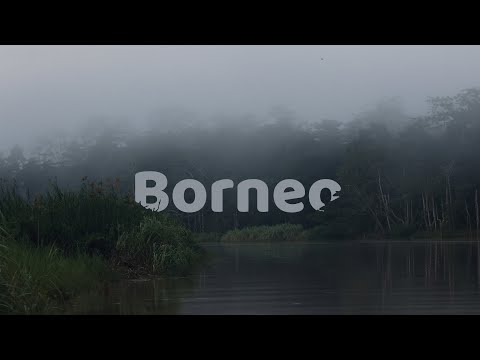 10 Days in Borneo | Wildlife, Rivers and Life in Sabah