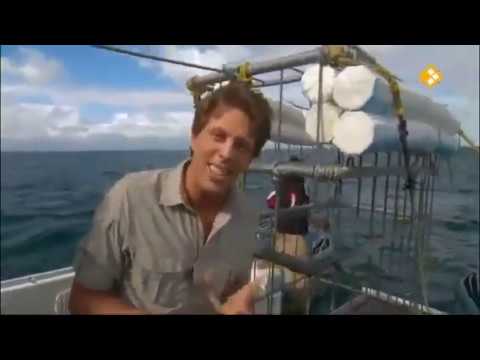 Freek in het wild  Witte haai kijk je op npo nl