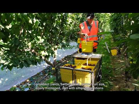 Future Orchard Planting System (FOPS)