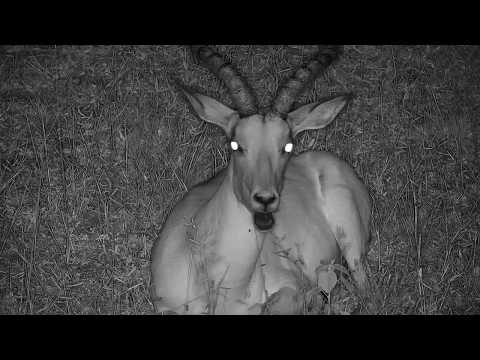 Djuma: Impalas resting for the night - 22:14 -  03/07/19