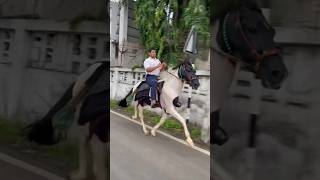 Download lagu full speed on sindhi horse rewal chal #sindhi #horse #rewal #equestrianjourney mp3