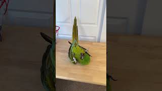 Bang! Playing Dead Macaw Trick
