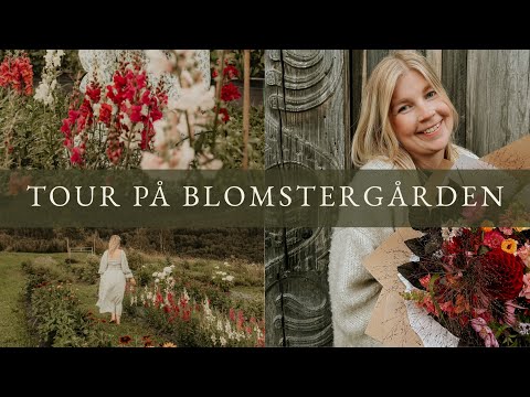 Tour på blomstergården! 👩‍🌾 Dyrking av blomster på vår gård i Telemark 🌻