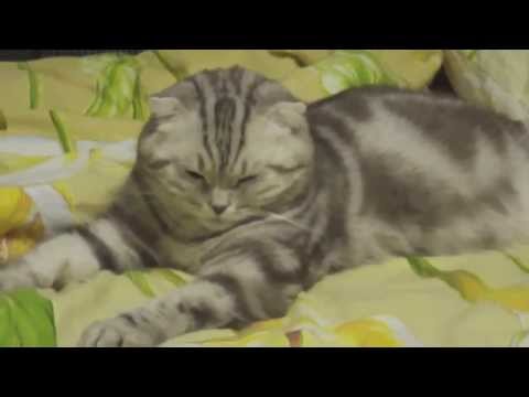 kucing terlelap / sleepy cat