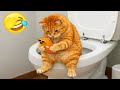 Try Not To Laugh 1 Hour Of Best Funny Cats And Dogs Videos 2026 Part 14