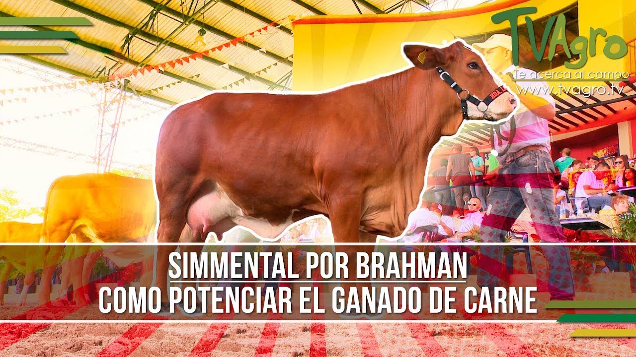 Simmental por Brahman: Como Potenciar el Ganado de Carne - TvAgro por Juan Gonzalo Angel