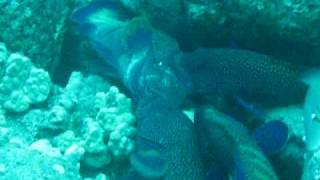 Peacock Grouper Hawaii being attcked