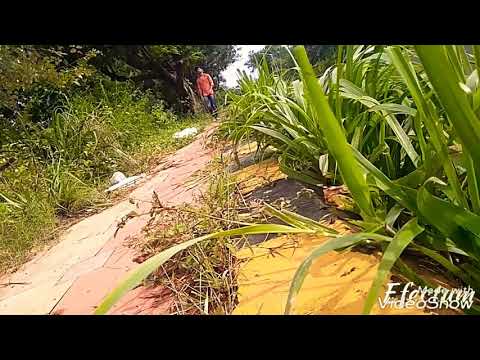 Bhijei dei jaa thare priya to prema barsa ree..