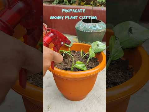 Propagate Money Plant from Single Leaf // How to grow money plant in soil...#gardening