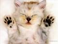 laura pausini cani e gatti 