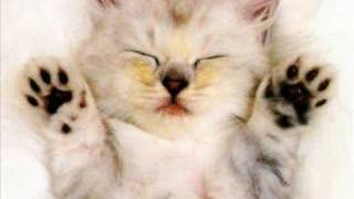 laura pausini cani e gatti