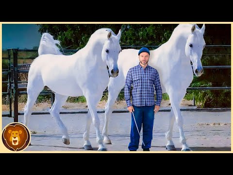 , title : 'Das sind die 10 einzigartigsten Pferderassen der Welt'