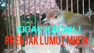 Download lagu PRENJAK LUMUT anakan belajar ngebren,dijamin prenjak Lumut lain kleper2. mp3