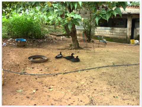 12  MIGUEL FARFAN   SAN LUIS